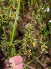 Cyperus dentatus
