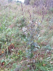Artemisia mongolica