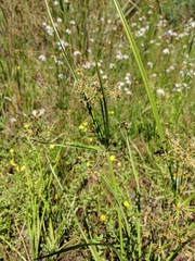 Cyperus dentatus