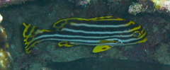 Plectorhinchus vittatus