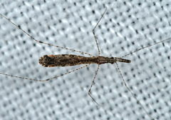 Empicoris rubromaculatus