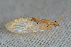 Hemerobius lutescens