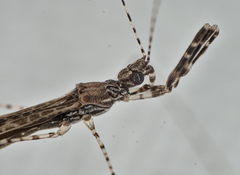 Empicoris rubromaculatus