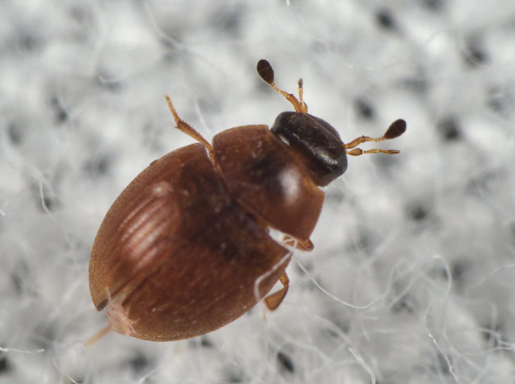 Cryptopleurum subtile