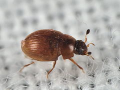 Cryptopleurum subtile