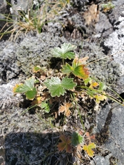 Potentilla × villosula