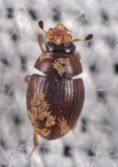 Cryptopleurum subtile