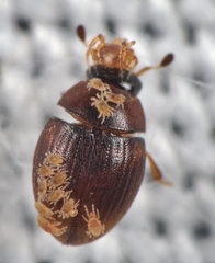 Cryptopleurum subtile