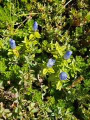Gentiana platypetala