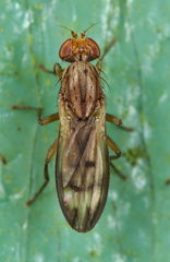 Opomyza germinationis