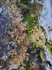 Sphaerophorus globosus