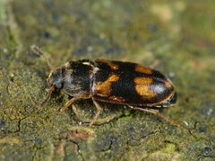 Litargus connexus