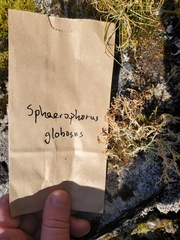 Sphaerophorus globosus