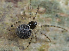 Dipoena melanogaster