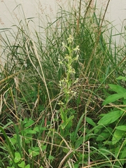 Habenaria lucaecapensis