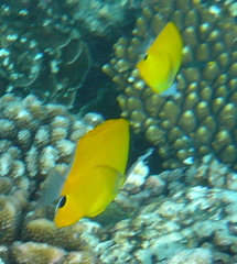 Forcipiger longirostris