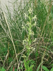 Habenaria lucaecapensis