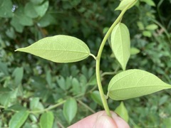 Cocculus orbiculatus