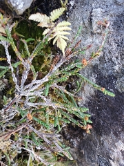 Cassiope lycopodioides