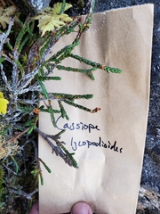 Cassiope lycopodioides