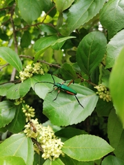 Plinthocoelium chilense