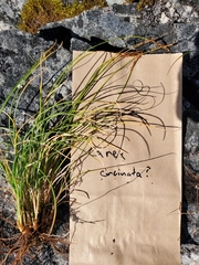 Carex circinata
