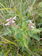 Stachys nuttallii