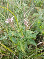 Stachys nuttallii