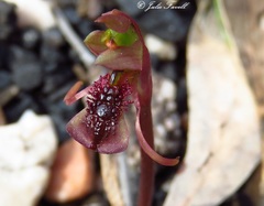 Chiloglottis reflexa
