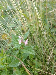 Stachys nuttallii