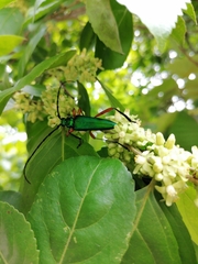 Plinthocoelium chilense