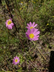 Sabatia kennedyana
