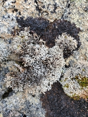 Sphaerophorus fragilis