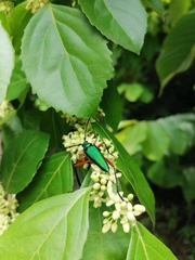 Plinthocoelium chilense