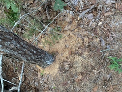 Dendroctonus frontalis