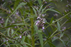 Lobelia pyramidalis