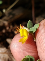 Acmispon decumbens