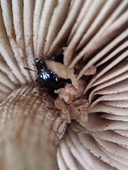 Oxyporus stygicus