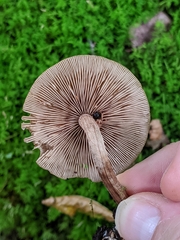 Oxyporus stygicus