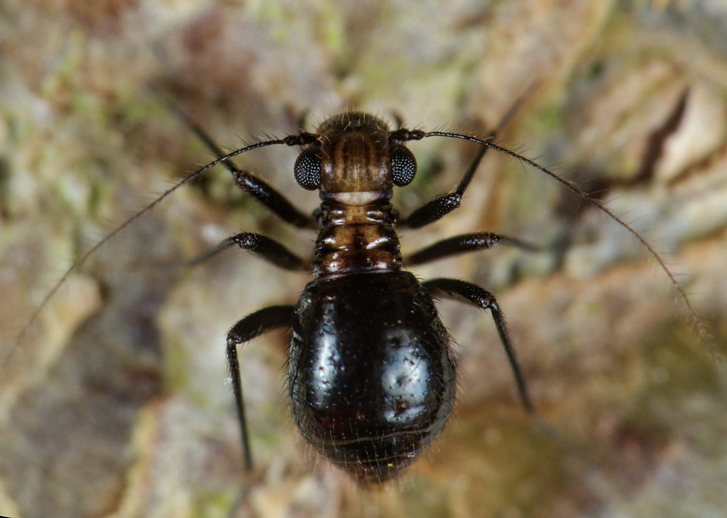 Bertkauia lucifuga
