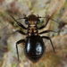 Epipsocidae - Photo (c) Gilles San Martin,  זכויות יוצרים חלקיות (CC BY-SA), הועלה על ידי Gilles San Martin