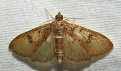 Palpita freemanalis