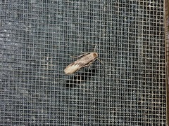 Graphosia stenopepla