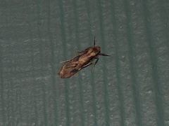 Graphosia stenopepla