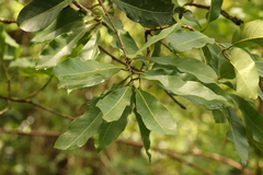 Syzygium nervosum