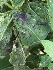 Norvellina chenopodii