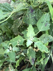 Norvellina chenopodii