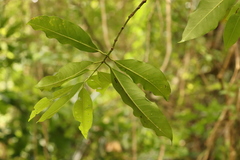 Syzygium nervosum