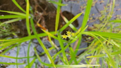 Carex echinata echinata