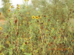 Helianthus bolanderi